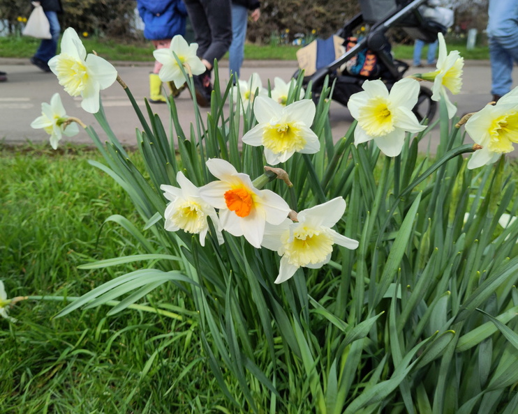 14-Daffodils.jpg