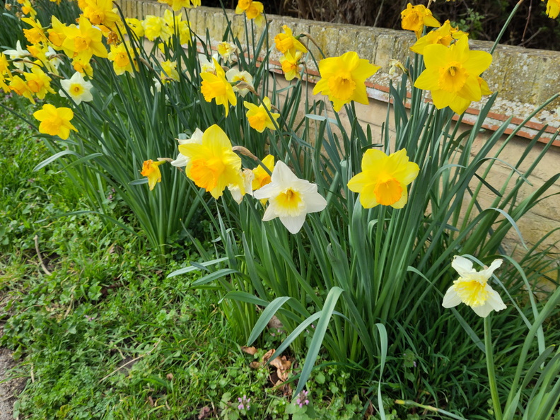 15-Daffodils.jpg