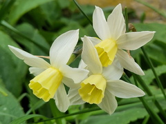 Daffodils