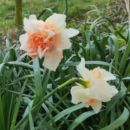 Daffodils