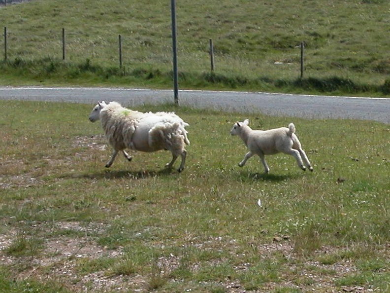 22-Sheep.jpg