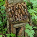 Fairy House