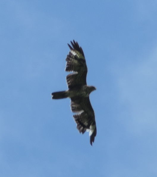 Buzzard