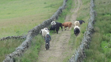 Herding cows