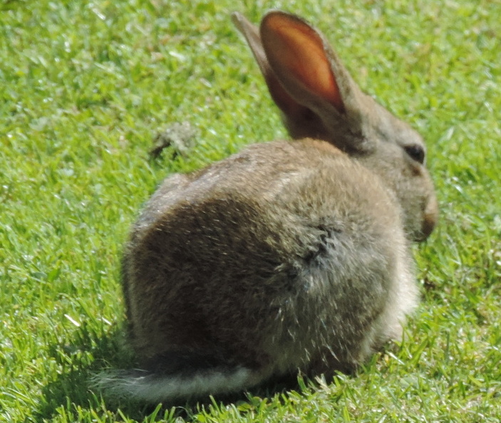 55-Rabbit.jpg