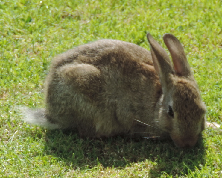 57-Rabbit.jpg