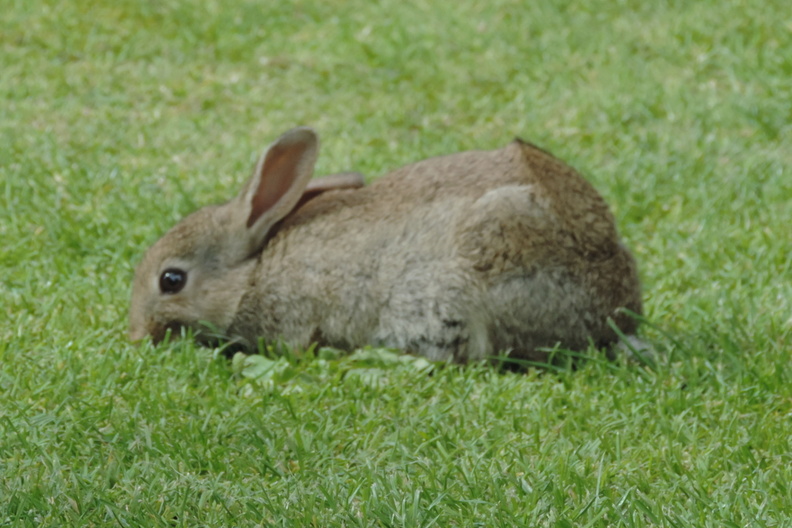 65-Rabbit.jpg
