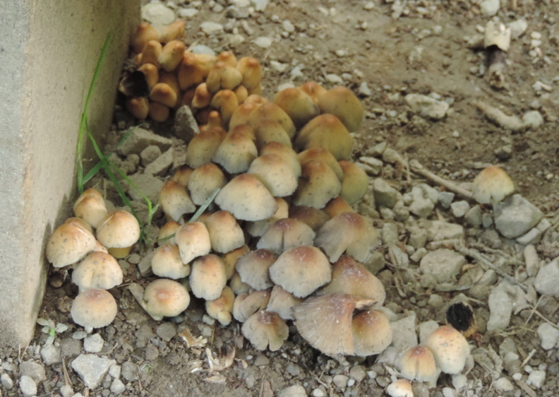 34-Mushrooms.jpg