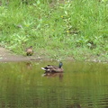 35-Ducks