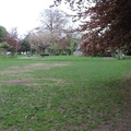 Across the park