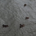 09-Ducks