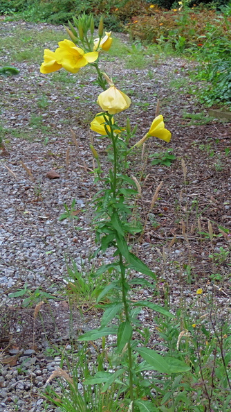 Wildflowers