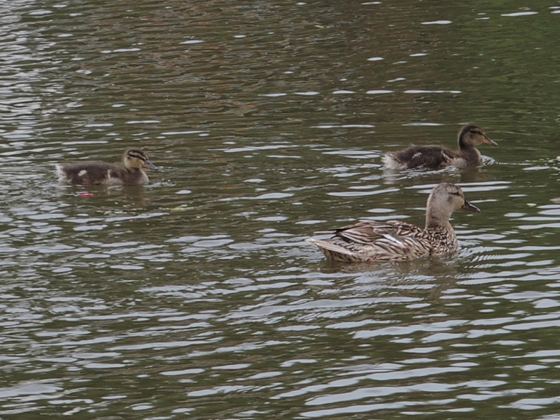 37-Ducklings.jpg