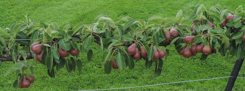 06-Pears.jpg
