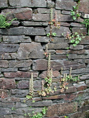 Wall with pennyworts
