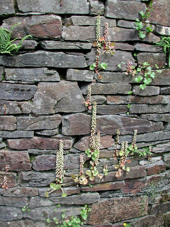 Wall with pennyworts