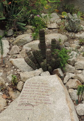 Cactus plantation