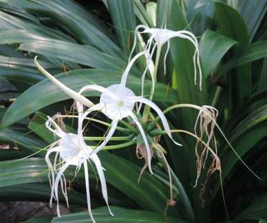 Spindly flowers