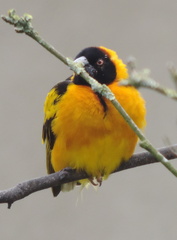Yellow bird