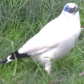 White bird