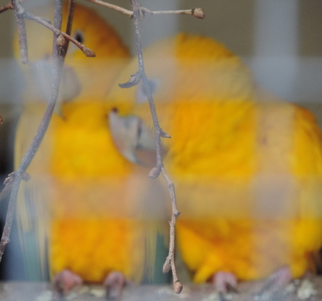 Yellow Parrots