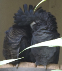Black Cockatoos
