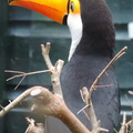 Toucan