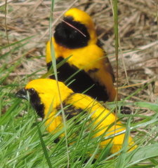 Black and yellow birds