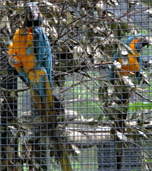 Blue and yellow Parrots