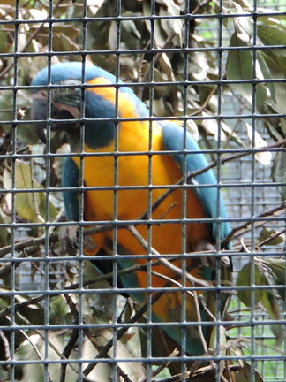 Blue and yellow Parrot