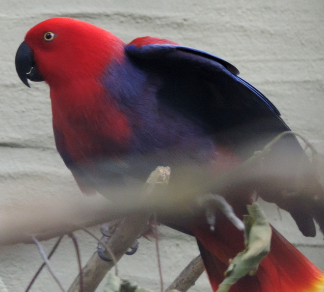 Purple Parrot