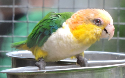 Small Parrot