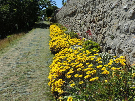 Flowers along path