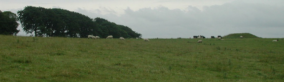 Sheep in front of trees