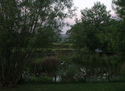 Lake with heron