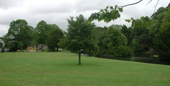 Tree near lake