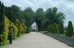 Trees by the path