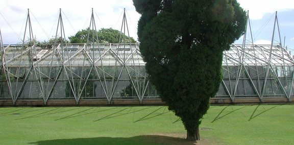 Greenhouse with tree