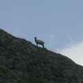 Closer shot of goat