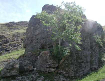 Rock with tree