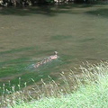 Ducks in the stream