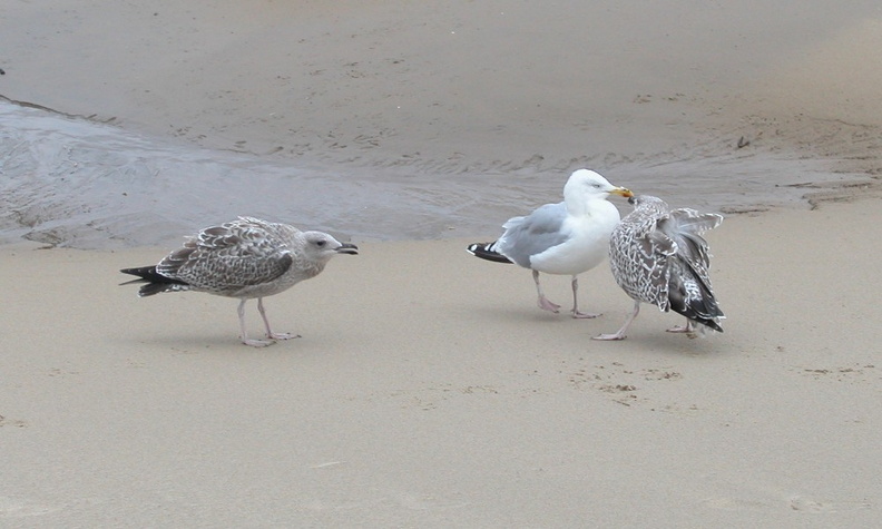 07-Seagulls.jpg