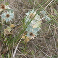 Sea Holly