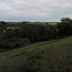 Knapp Copse