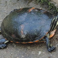 Terrapin