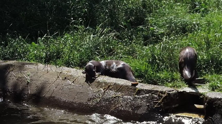 Otters