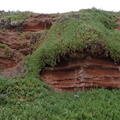 Overgrown cliffs