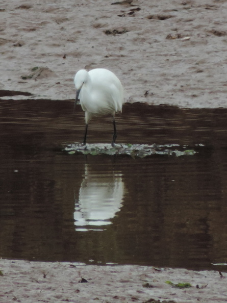 Reflection