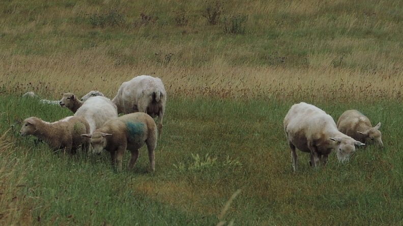 32-Sheep.jpg