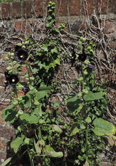 Black flowers